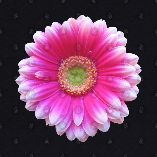 gerbera flower, daisies, gerberas, daisy, bloom by rh_naturestyles